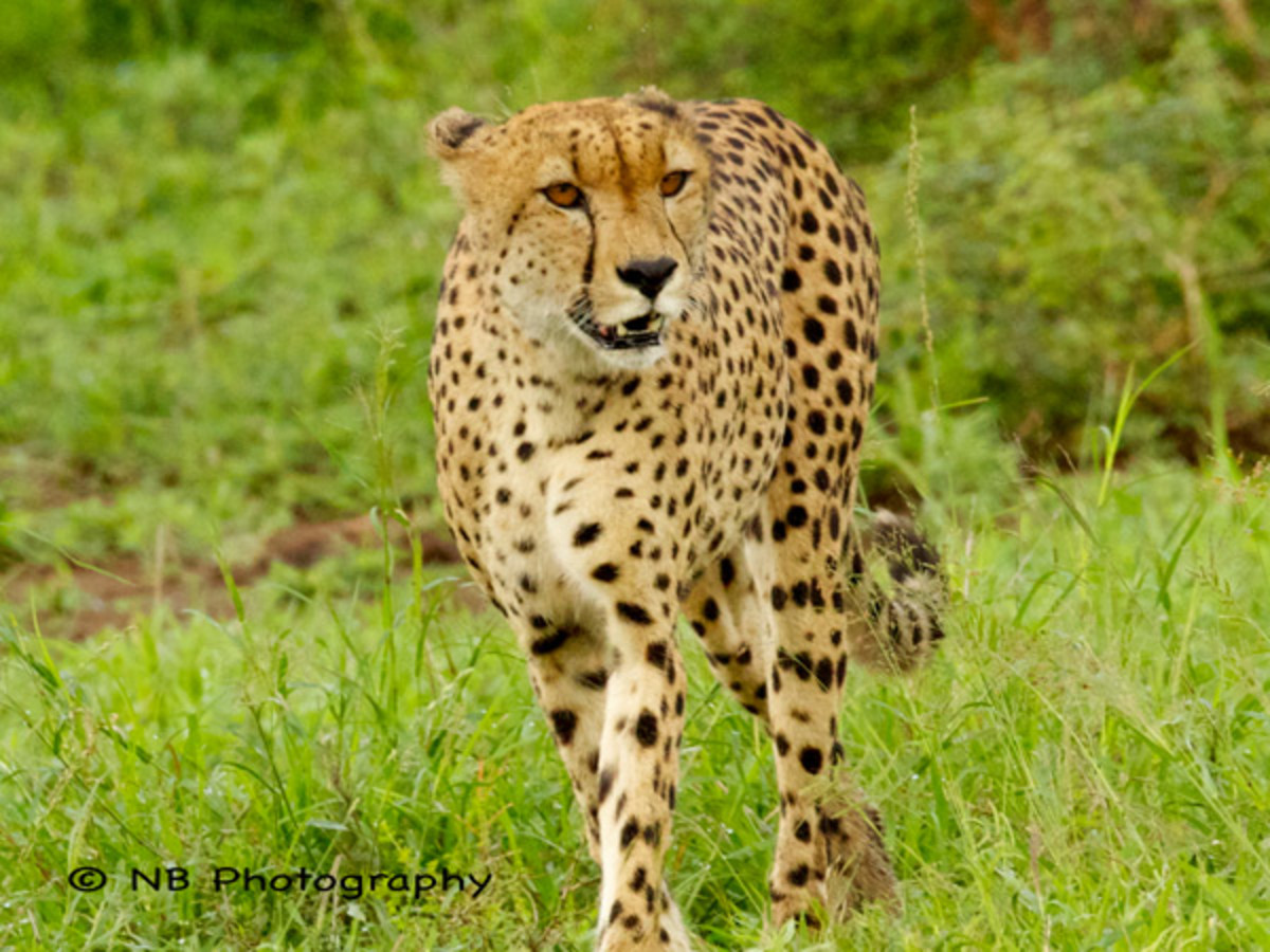natasha-barnard-wildlife-3.jpg